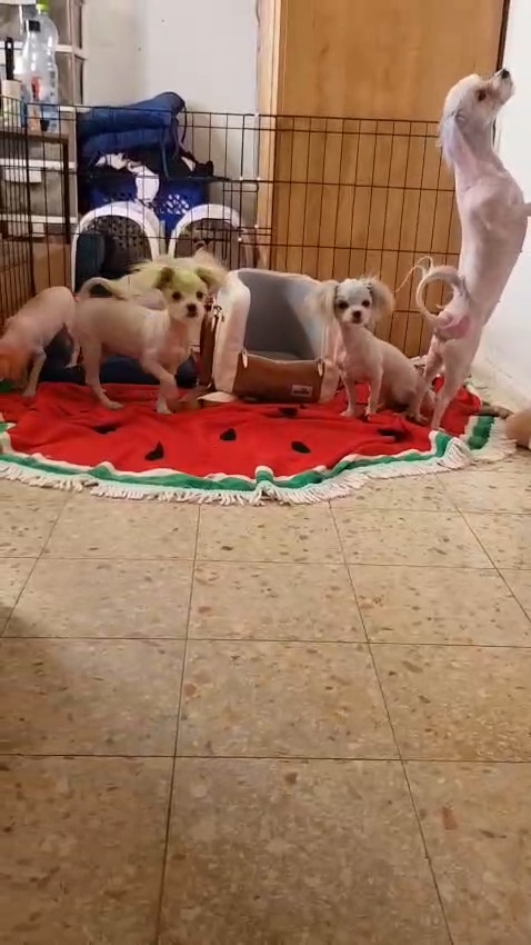 תמונה 2 ,כלבים מלטיפו   רמה גבוהה  למכירה בכרמיאל