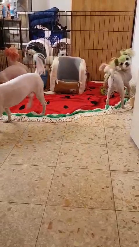 תמונה 5 ,כלבים מלטיפו   רמה גבוהה  למכירה בכרמיאל
