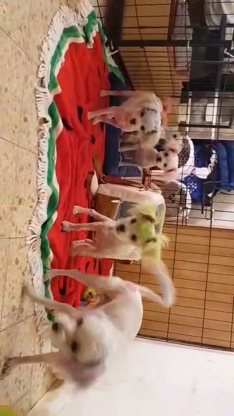 תמונה 6 ,כלבים מלטיפו   רמה גבוהה  למכירה בכרמיאל