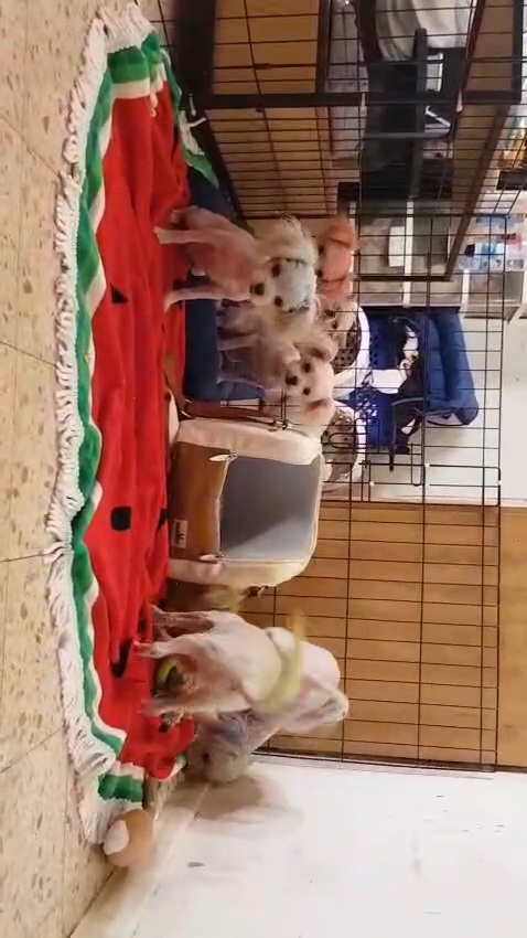 תמונה 8 ,כלבים מלטיפו   רמה גבוהה  למכירה בכרמיאל