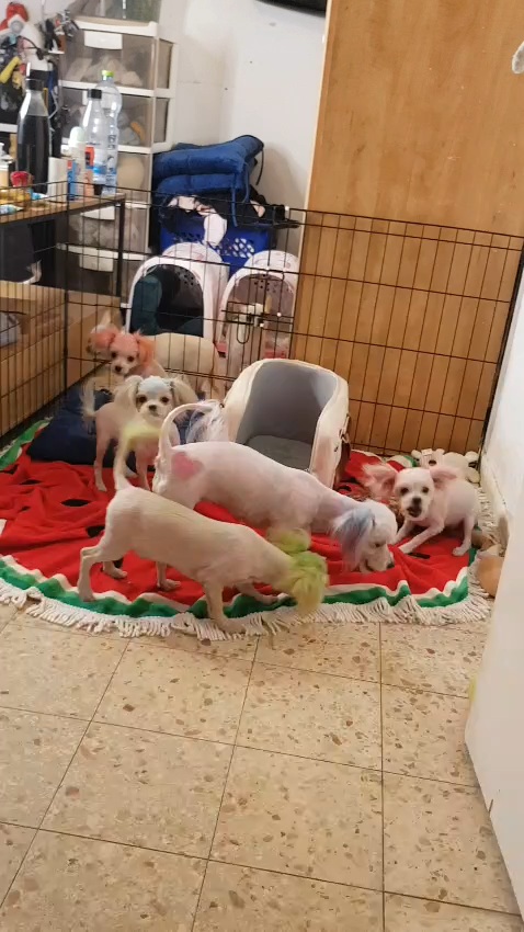 תמונה 10 ,כלבים מלטיפו   רמה גבוהה  למכירה בכרמיאל