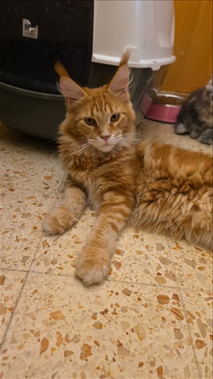 תמונה 2 ,חתולים מיין קון   ללא עיקור וסירוס למכירה בכרמיאל