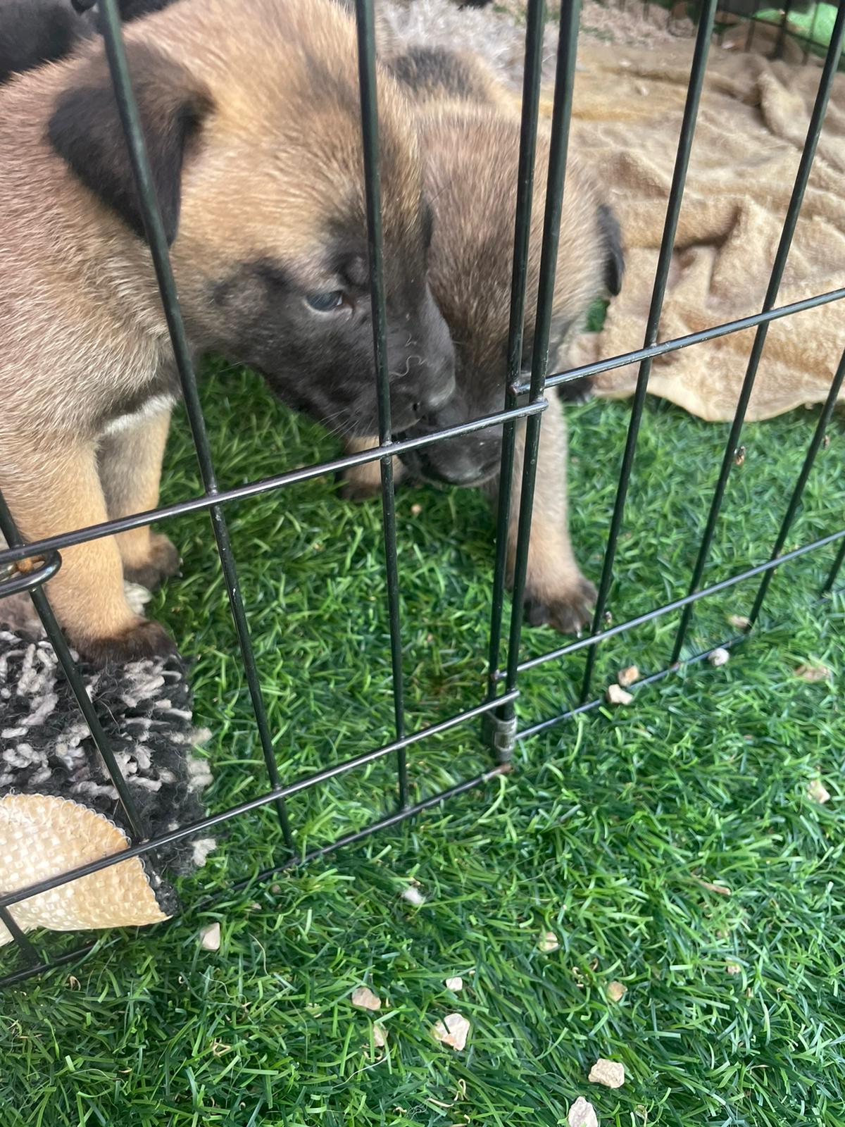 תמונה 5 ,כלבים זאב בלגי   גורי מלינואה למכירה ברמת גן