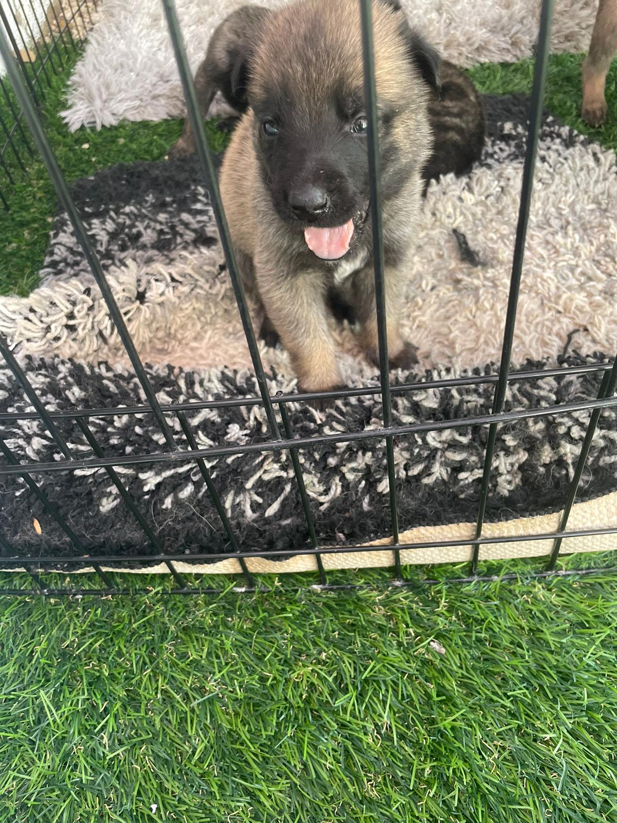 תמונה 6 ,כלבים זאב בלגי   גורי מלינואה למכירה ברמת גן
