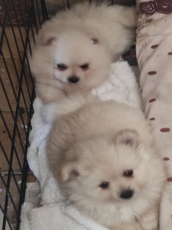 תמונה 2 ,כלבים פומרניאן   פומרניאן למכירה בקריות