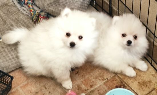 תמונה 4 ,כלבים פומרניאן   פומרניאן למכירה בקריות