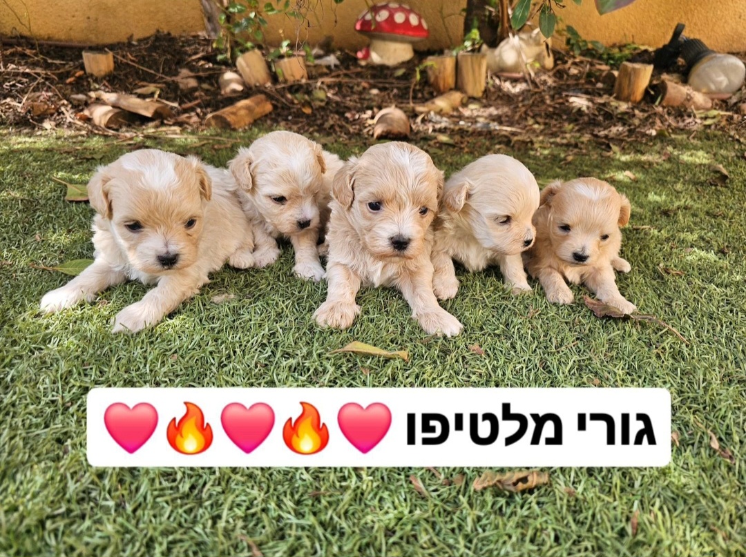 תמונה 1, כלבים | מלטיפו
   | מלטיפו  למכירה בשפרעם 