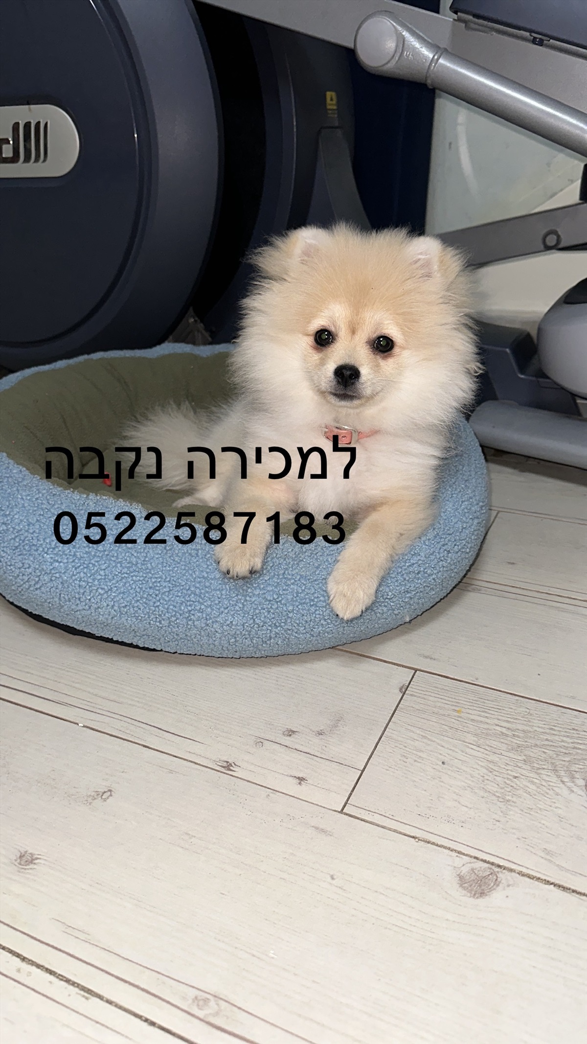 תמונה 1, כלבים | פומרניאן   | שלג למכירה בהדר גנים