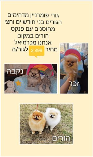 כלבים פומרניאן  