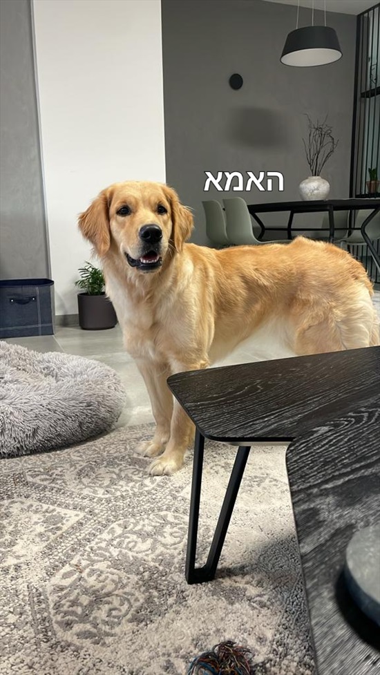 תמונה 3, כלבים | גולדן רטריבר   | גולדן רטריבר למכירה בבית גן
