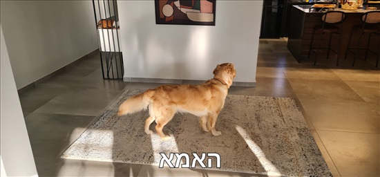 תמונה 4, כלבים | גולדן רטריבר   | גולדן רטריבר למכירה בבית גן
