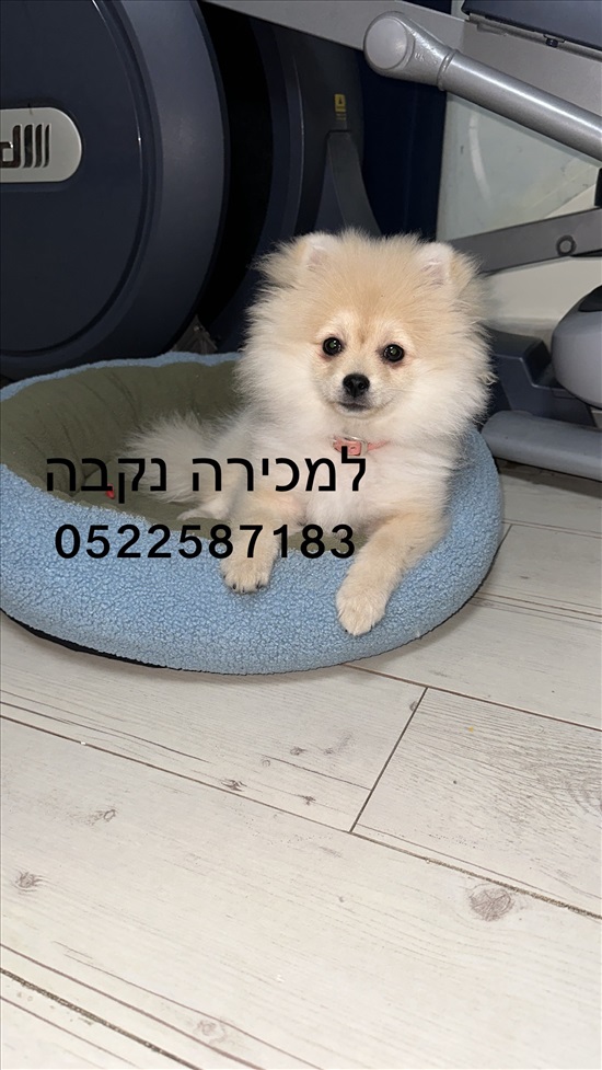 תמונה 1 ,כלבים פומרניאן   שלג למכירה בהדר גנים