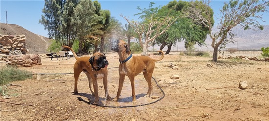 תמונה 1 ,כלבים בוקסר   סנופ לשידוך בבני ציון