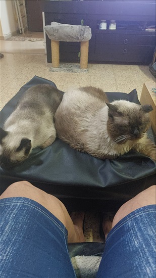 תמונה 1 ,חתולים סיאמי   סיאמי לשידוך בבני ברק