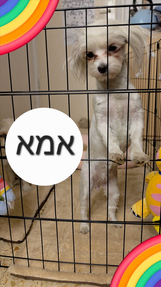 תמונה 11 ,כלבים מלטיפו   יפיפיים וננסיים למכירה בכרמיאל