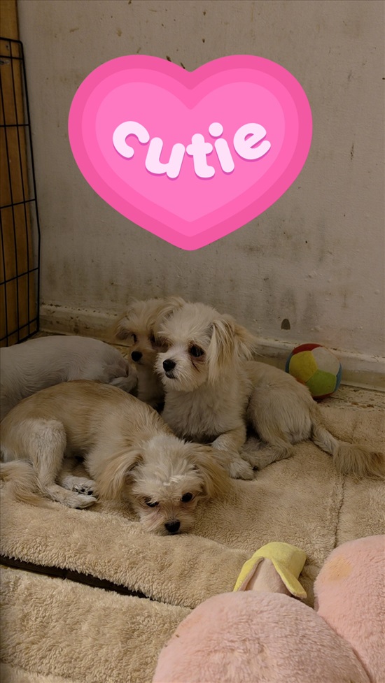 תמונה 4 ,כלבים מלטיפו   מלטיפו ננסיים למכירה בכרמיאל