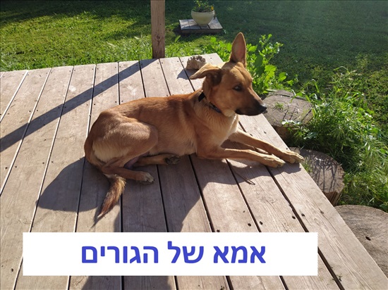 תמונה 2 ,כלבים מעורב   גור למסירה בכפר אחים
