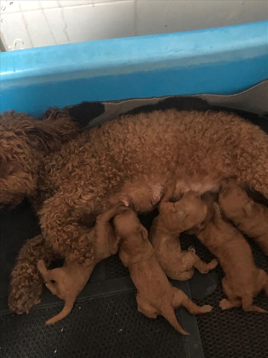 תמונה 1 ,כלבים פודל טוי   בולדוג צרפתי למכירה בטבריה
