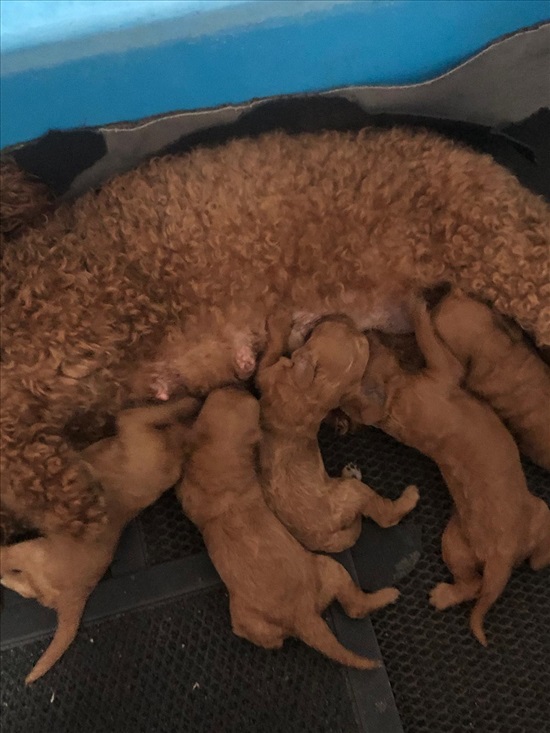 תמונה 2 ,כלבים פודל טוי   בולדוג צרפתי למכירה בטבריה