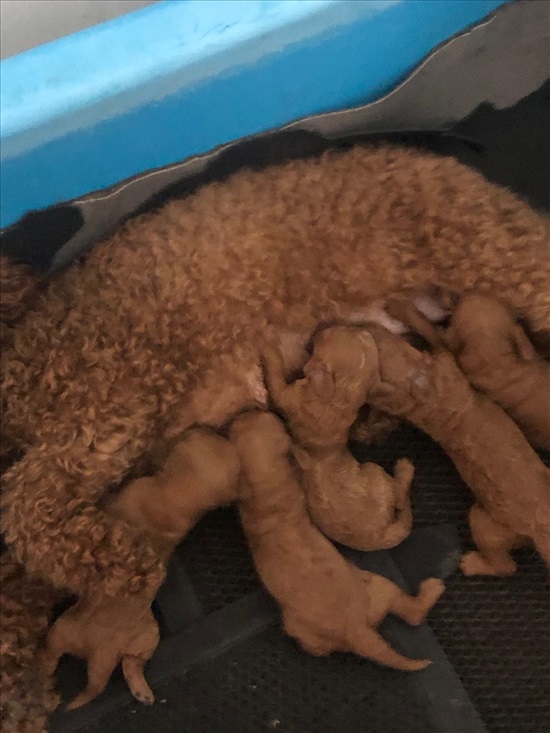 תמונה 3 ,כלבים פודל טוי   בולדוג צרפתי למכירה בטבריה