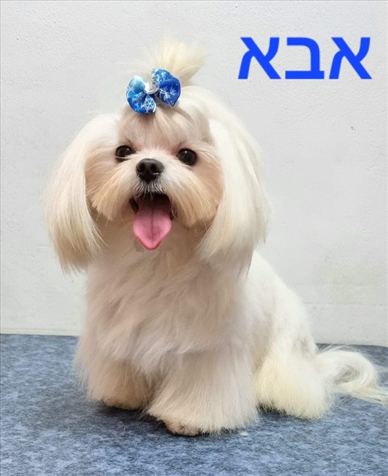 תמונה 8 ,כלבים מלטז   גורת מלטז ננסית אחרונה למכירה בכרמיאל