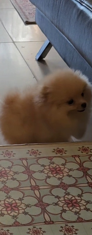 תמונה 6 ,כלבים פומרניאן    למכירה בנתניה