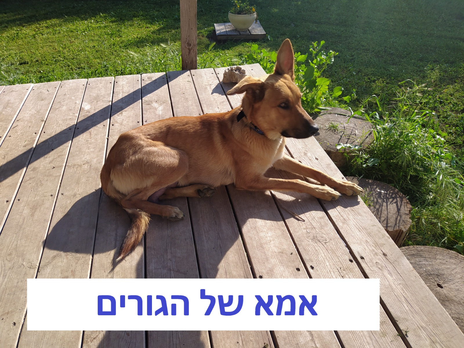 תמונה 2, כלבים | מעורב   | גור למסירה בכפר אחים