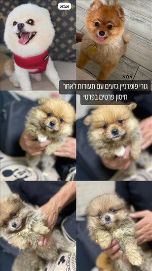 פונץ 