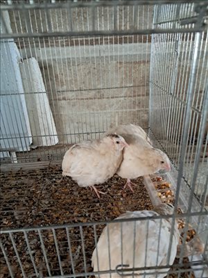 תוכים ובעלי כנף - שלווים <br>       