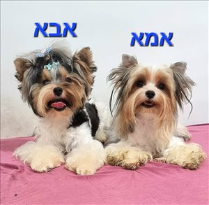 כלבים - בייוור טרייר <br>       