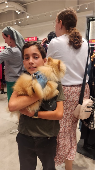 תמונה 3 ,כלבים פומרניאן   לייקי למכירה בירושלים