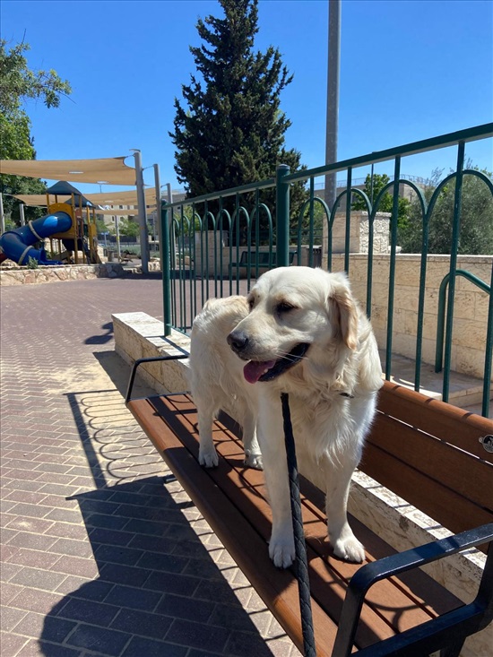 תמונה 2 ,כלבים גולדן רטריבר   ריי לשידוך בירושלים