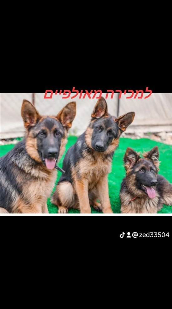 תמונה 1 ,כלבים רועה גרמני   זיו למכירה באור עקיבא