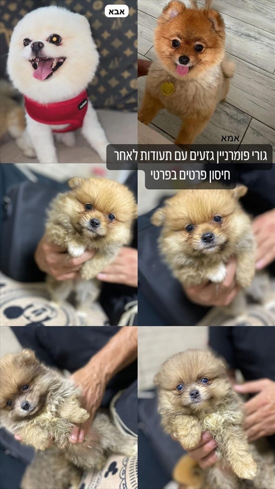 תמונה 1 ,כלבים פומרניאן   פונץ למכירה בתל אביב