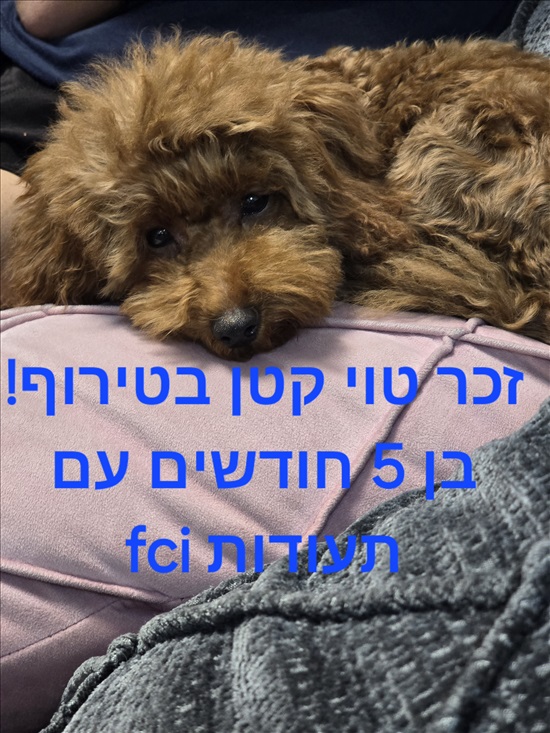 תמונה 2 ,כלבים פודל טוי   קופר למכירה בחולון