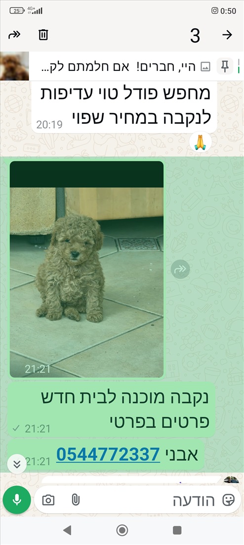 תמונה 2 ,כלבים פודל טוי   טוי למכירה בקרית מוצקין