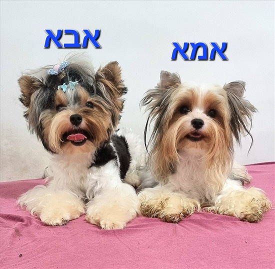 תמונה 4 ,כלבים בייוור טרייר   גור למכירה בראשון לציון 