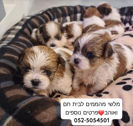 תמונה 6 ,כלבים שיצו   גורי מל-שי מדהימים למכירה ב