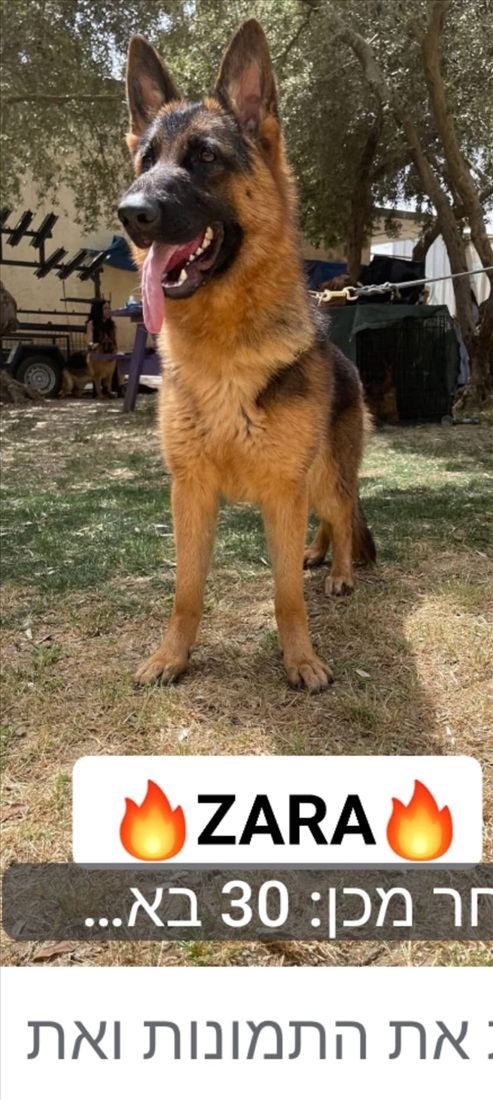 תמונה 4 ,כלבים רועה גרמני   גורים גזעיים ומתועדים למכירה בכפר אחים