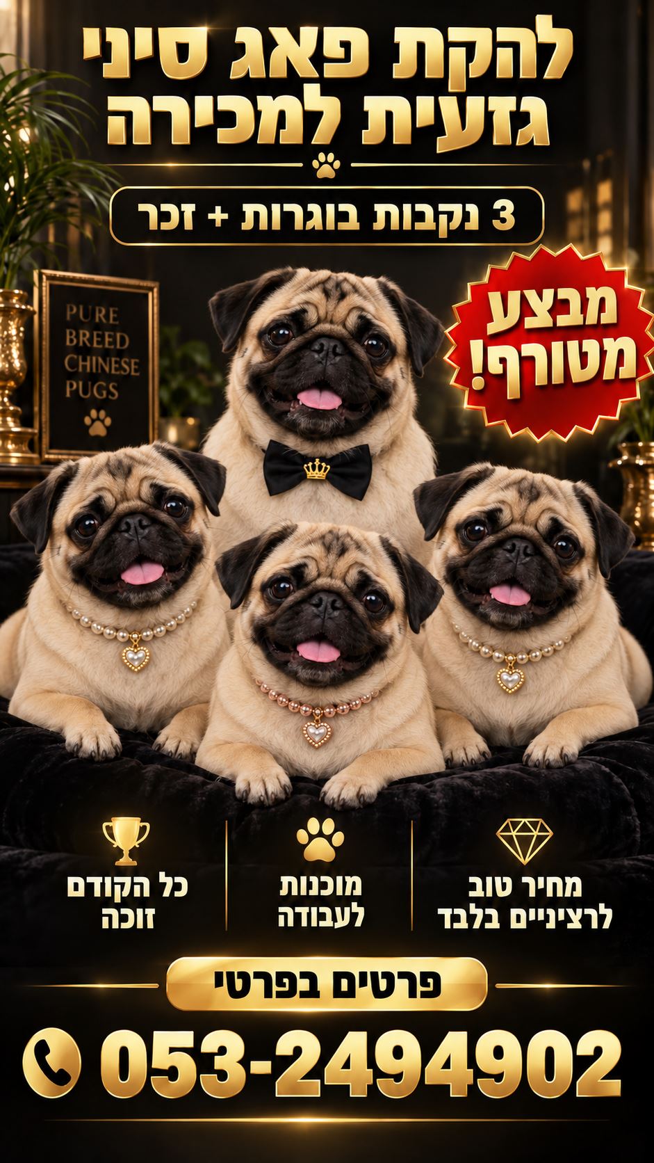 תמונה 1, כלבים | פאג   | פאג סיני למכירה בקרית גת
