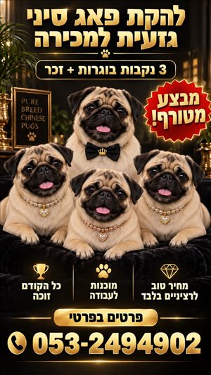 פאג סיני 
