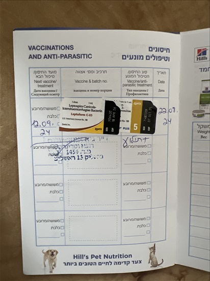 תמונה 3 ,כלבים שיצו   גורים למכירה ברמלה