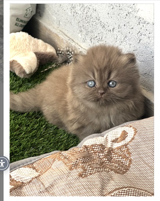 תמונה 2 ,חתולים בריטי קצר שיער   בריטי שיער ארוך   למכירה בעכו