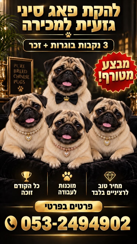 תמונה 1 ,כלבים פאג   פאג סיני למכירה בקרית גת