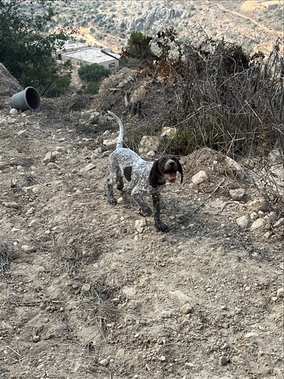 תמונה 2 ,כלבים פוינטר גרמני   קווין למכירה בירכא