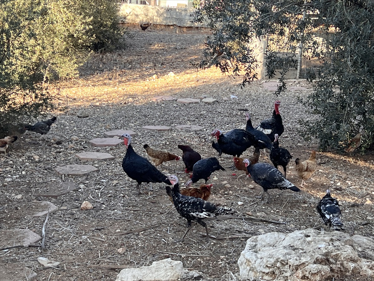 תמונה 1, תרנגולים | הודו   | הודו למכירה בדאלית אל-כרמל