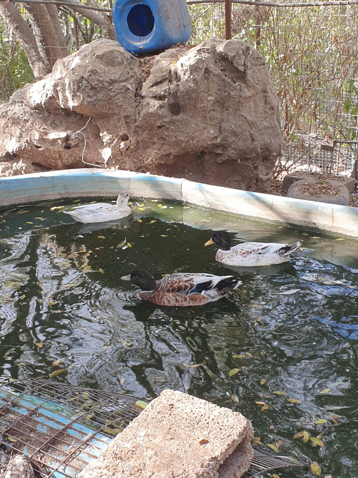 תמונה 1, חיות משק | ברווזים   | קול דאק call duck למכירה במושב מטע