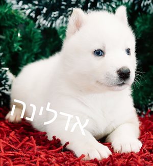 כלבים האסקי סיביר  
