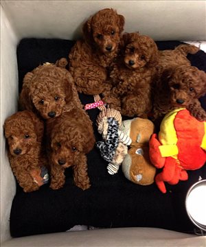 כלבים פודל טוי  