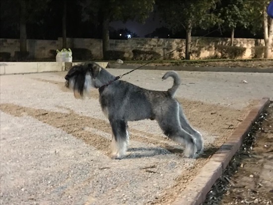 תמונה 1, כלבים | שנאוצר   | שנאוצר  למכירה בבני עיש